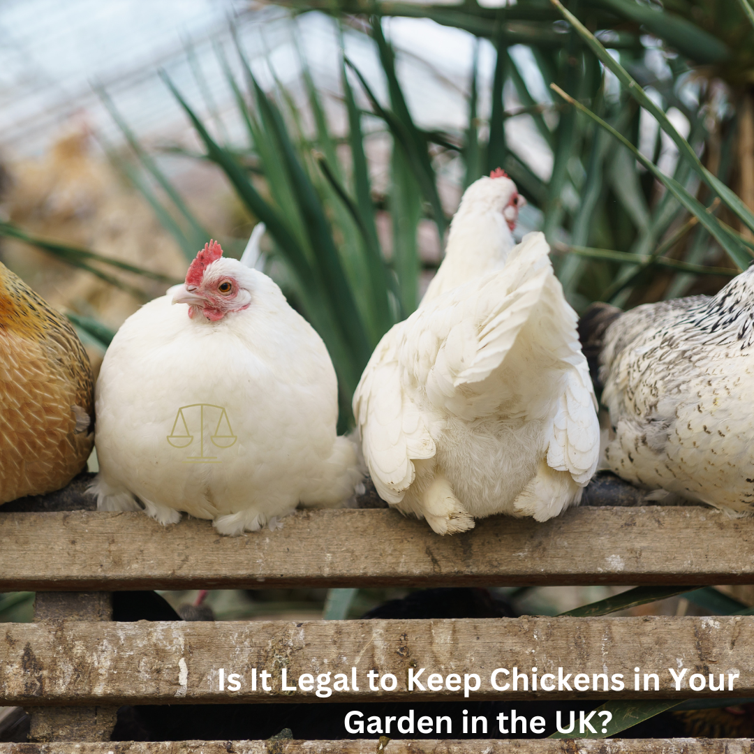 Is It Legal to Keep Chickens in Your Garden in the UK?